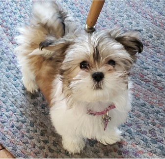Designer Breeds Puppies For Sale Fairfield Furbabies Designer Breeds Puppies For Sale Fairfield Furbabies